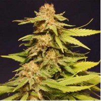 Насіння Big Bull Feminised