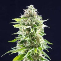 Cookies Haze Feminised