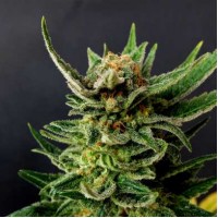 Gypsy Kush Feminised