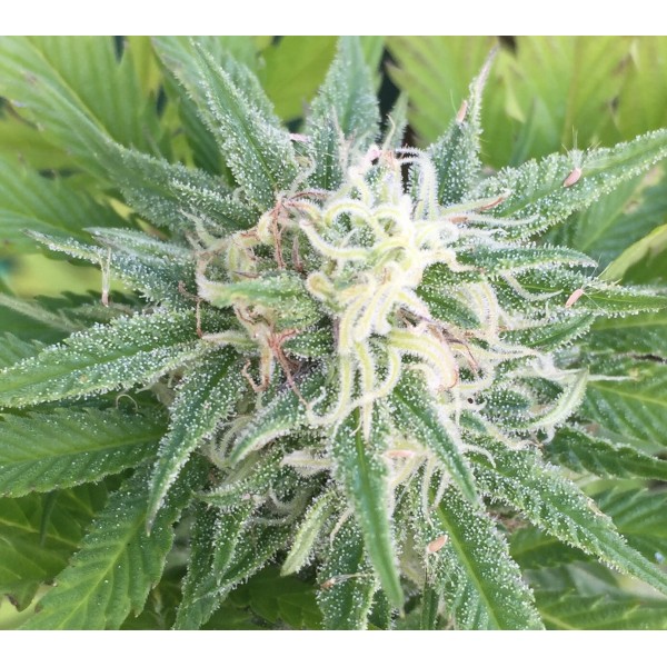 Gypsy Kush Feminised