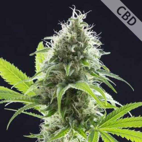CBD Kama Kush Feminised