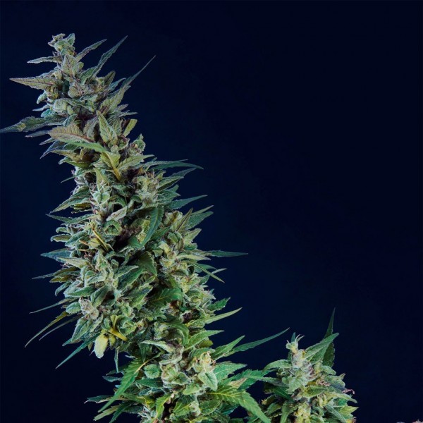 CBD Kama Kush Feminised