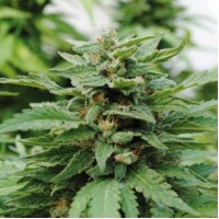 Karibbean Mango Feminised