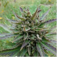 Auto Kickass Feminised