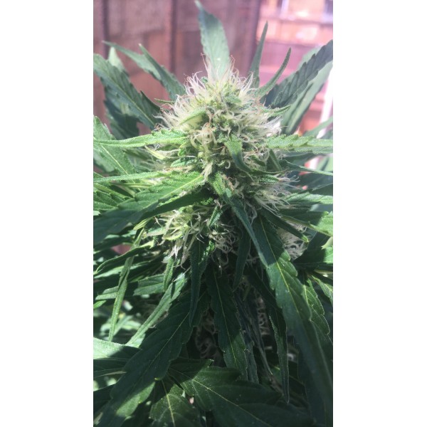 Auto Kickass Feminised