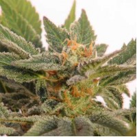 Auto Kritic Feminised