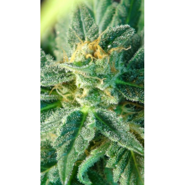 Auto Kritic Feminised