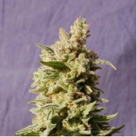 Mataro Blue Feminised