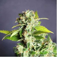 Auto Mikromachine Feminised