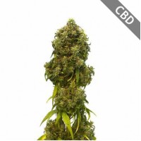 Насіння Auto CBD Swiss Dream Feminised