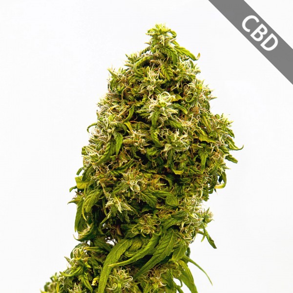CBD Swiss Dream Feminised