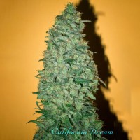 California Dream Feminised seeds