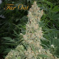 Far Out Feminised seeds