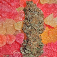 Fruitylicious Feminised