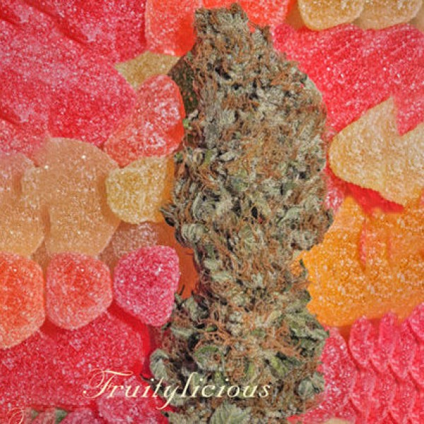 Fruitylicious Feminised