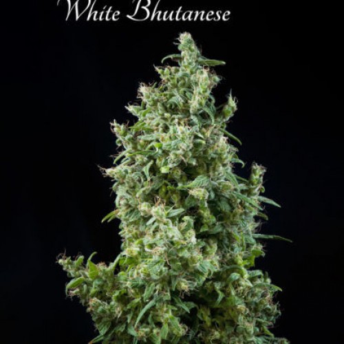 White Bhutanese Feminised seeds