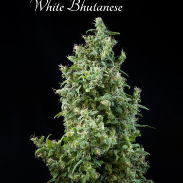 White Bhutanese Feminised seeds