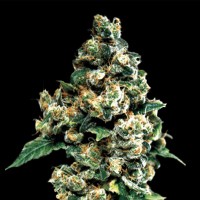 Auto Phoenix Feminised