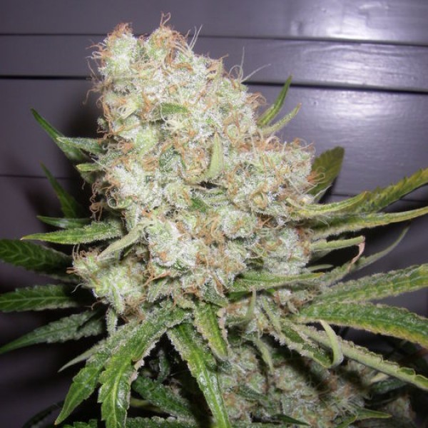 Auto Stress Brake Feminised