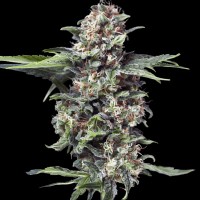 Насіння Auto Stress Brake Feminised