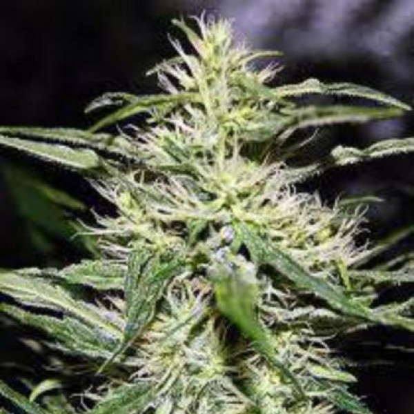 Jack Herer Feminised by Neuroseeds