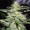 Jack Herer Feminised by Neuroseeds