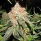 Jack Herer Feminised by Neuroseeds