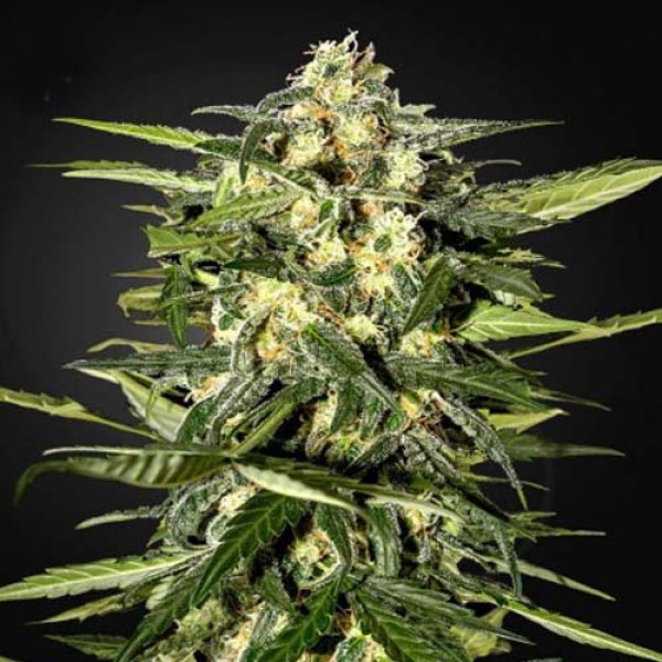 Jack Herer Feminised by Neuroseeds