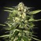 Jack Herer Feminised by Neuroseeds