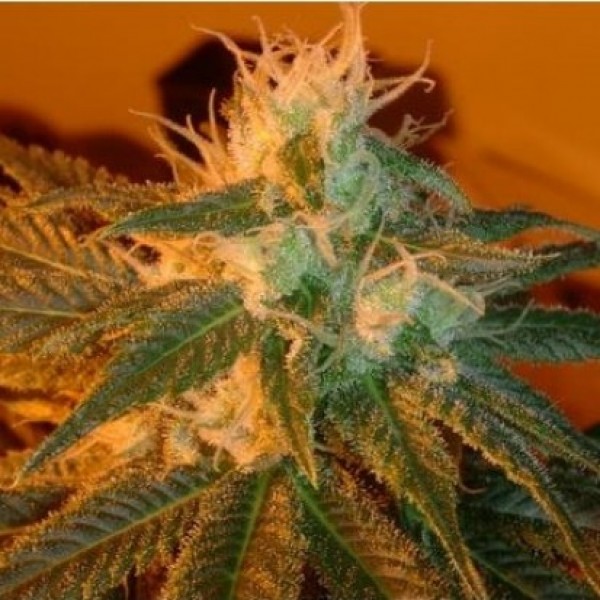 New York Diesel Feminised