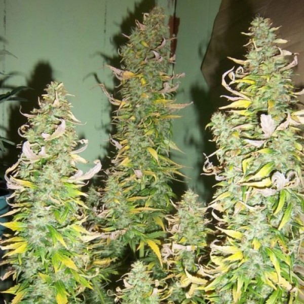Auto AK-47 Feminised by Neuroseeds