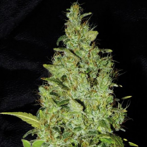 Auto AK-47 Feminised by Neuroseeds