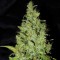 Auto AK-47 Feminised by Neuroseeds