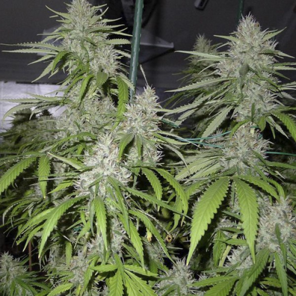 Auto Amnesia Feminised by Neuroseeds