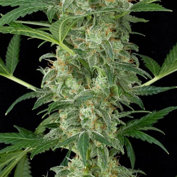 Auto Cheese Feminised by Neuroseeds
