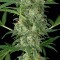 Auto Cheese Feminised by Neuroseeds