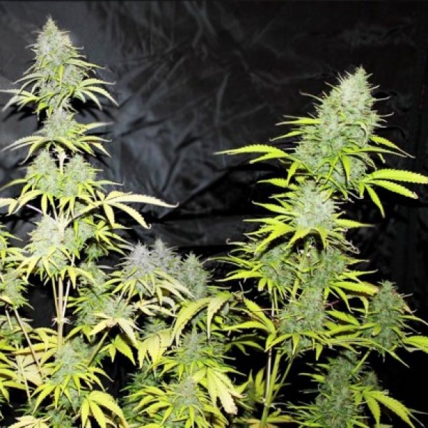 Auto Cheese Feminised by Neuroseeds
