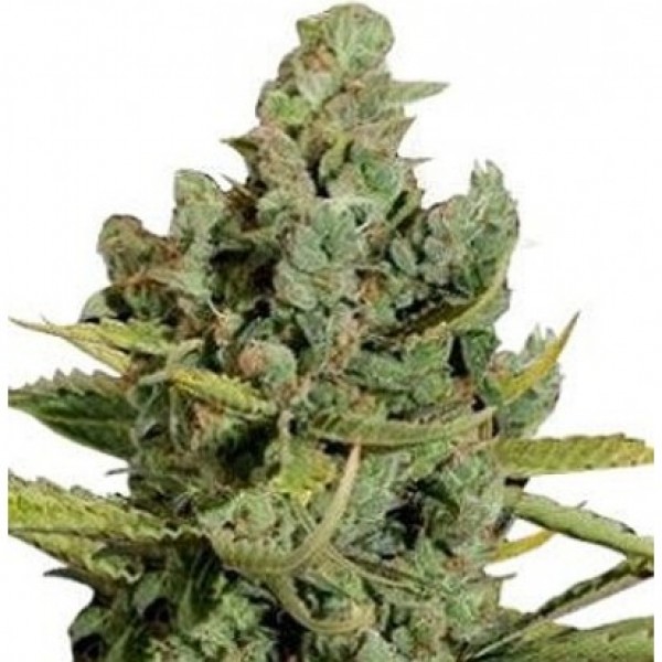 Auto Cheese Feminised by Neuroseeds