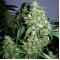 Auto Jack Herer Feminised by Neuroseeds