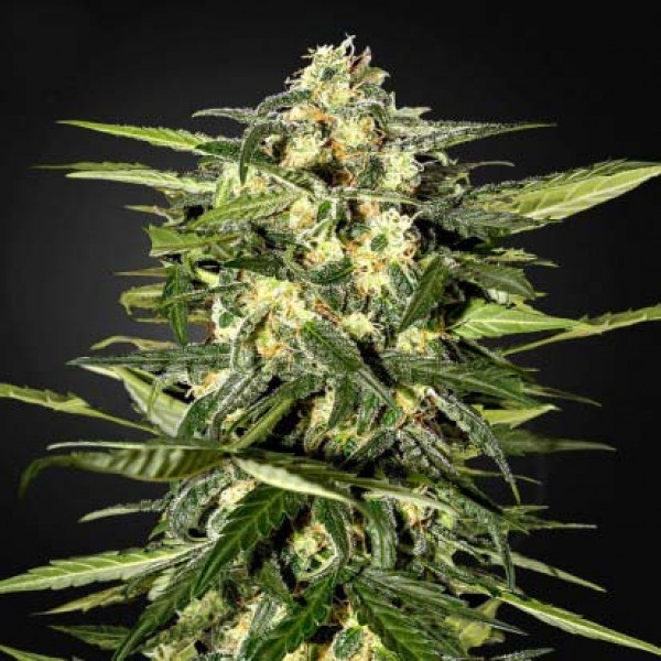 Auto Jack Herer Feminised by Neuroseeds