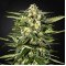 Auto Jack Herer Feminised by Neuroseeds