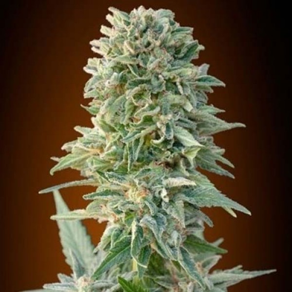 Auto Jack Herer Feminised by Neuroseeds