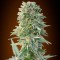 Auto Jack Herer Feminised by Neuroseeds