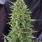 Auto Northern Light Feminized by Neuroseeds