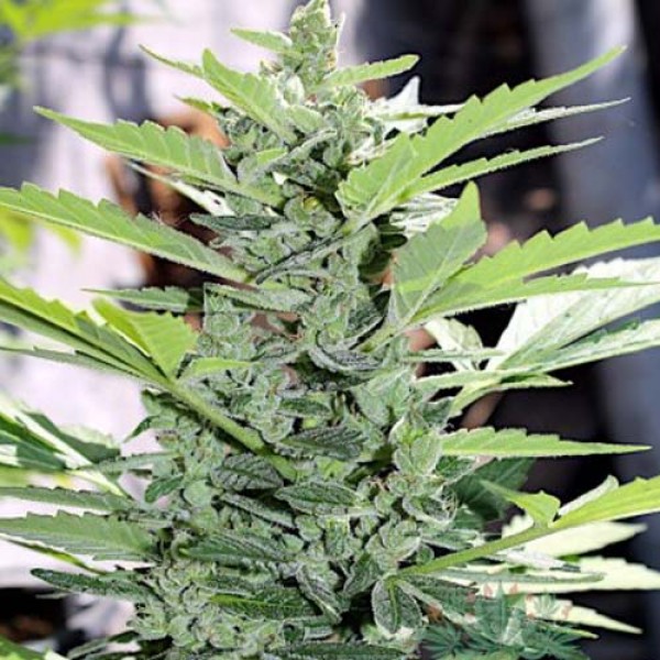 Auto Somango Feminised by Neuroseeds
