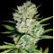 Auto Super Skunk Feminised by Neuroseeds