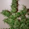 Auto White Russian Feminised by Neuroseeds