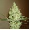 Auto White Russian Feminised by Neuroseeds