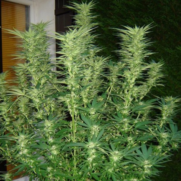 Auto White Widow Feminised by Neuroseeds