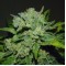 Auto White Widow Feminised by Neuroseeds